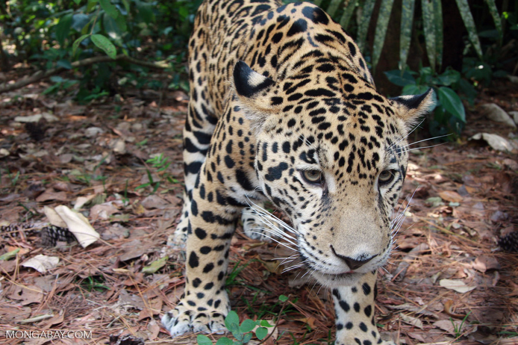 A jaguar in Belize
