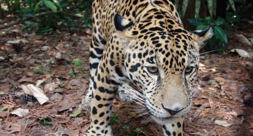 A jaguar in Belize