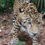 Jaguars can meow!