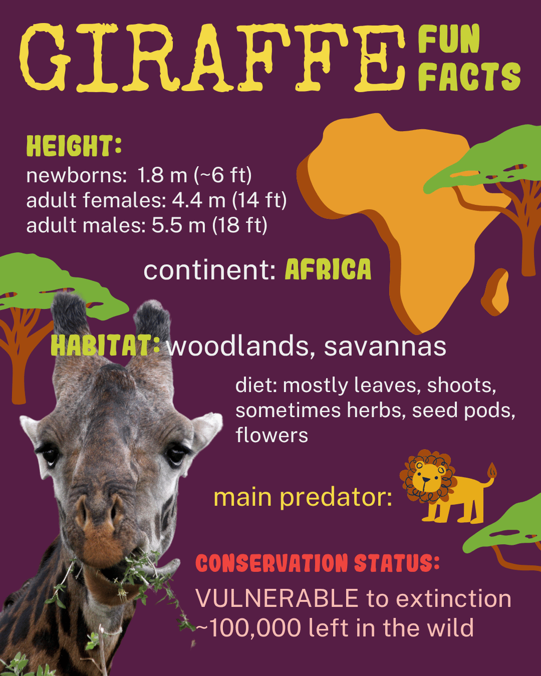 fun facts about giraffes