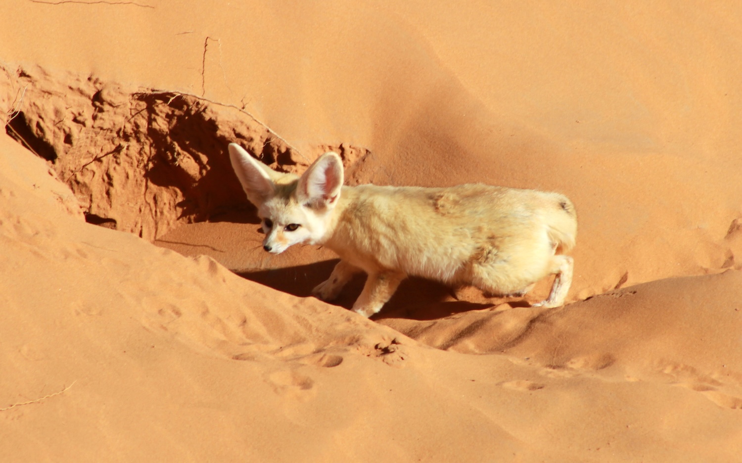 A fennec fox in the desert