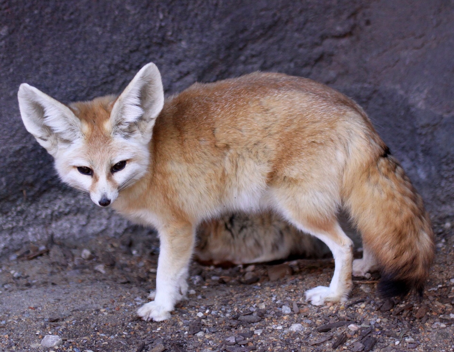A fennec fox