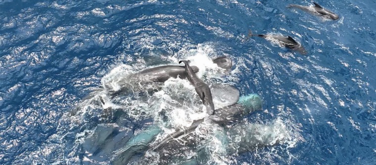 birth of baby sperm whale