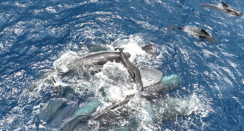 birth of baby sperm whale