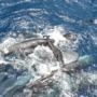 Sperm whales help newborn take first breaths