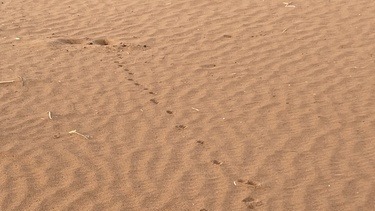Fennec fox prints in the sand leading to burrow