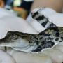 Helping endangered Siamese crocs