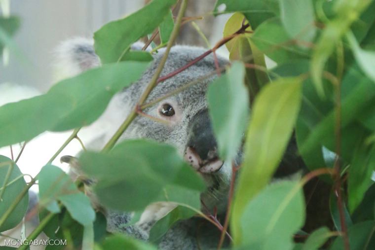 A koala behind leaves