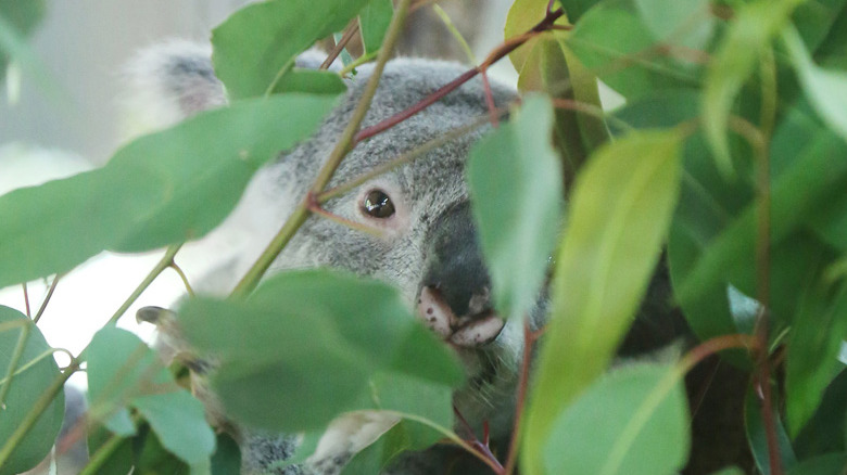A koala behind leaves