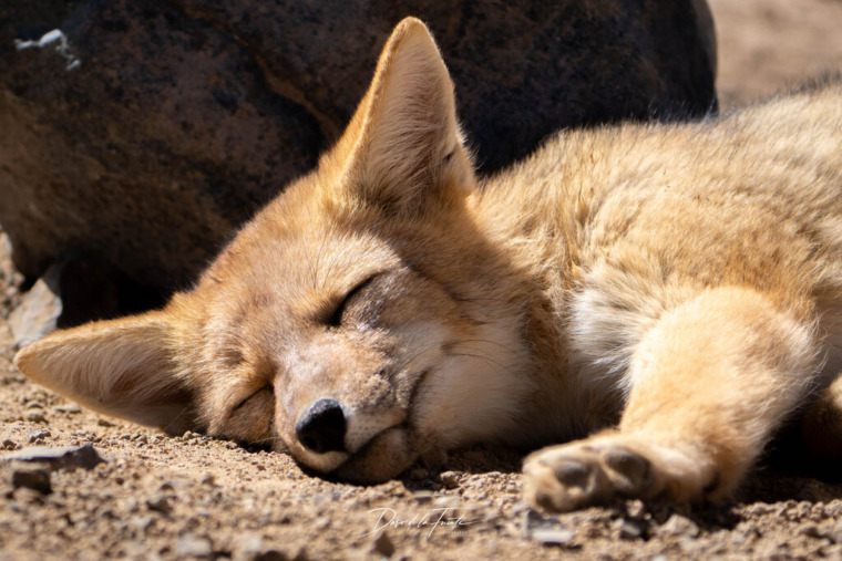 An Andean fox