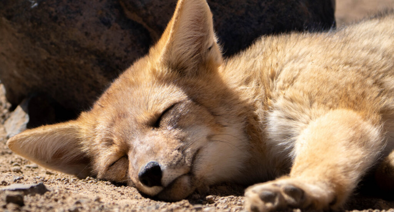 An Andean fox