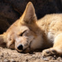Is this fox a pollinator?