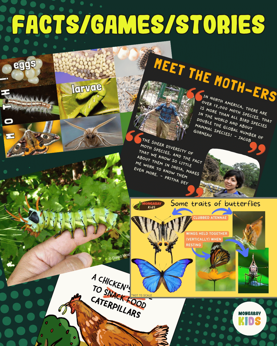 Moth Week 2026