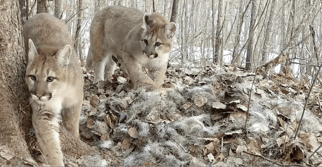 Puma kittens in Minnesota