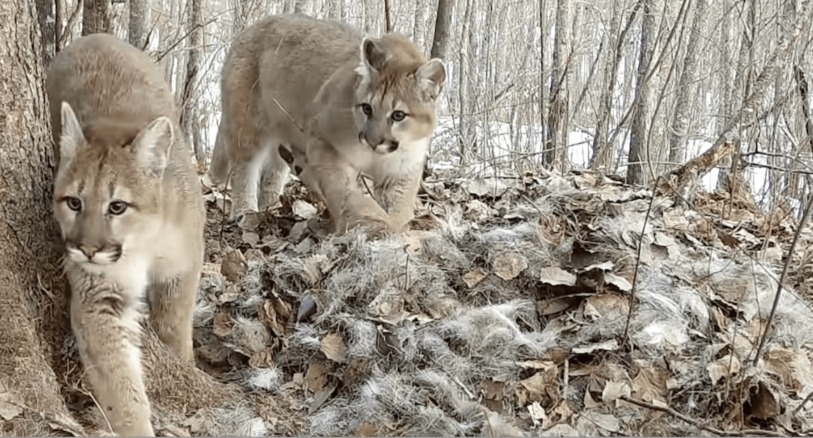 Puma kittens in Minnesota