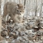 Baby pumas born in Minnesota!