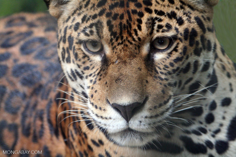 A jaguar