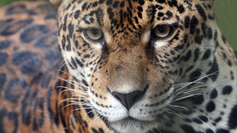 A jaguar