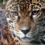 Protecting jaguars and cattle in the Pantanal