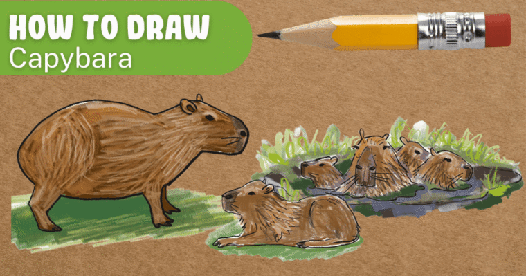 How to draw a capybara