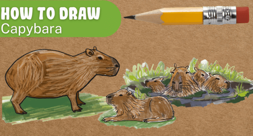 How to draw a capybara