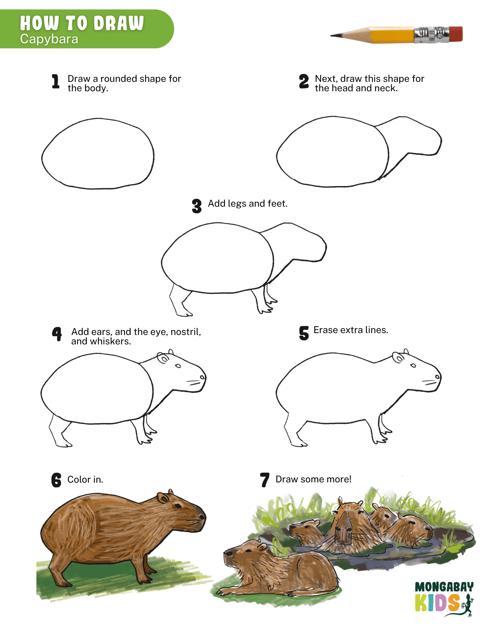 How to draw a capybara