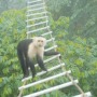 Which canopy bridges do Costa Rica’s animals like best?