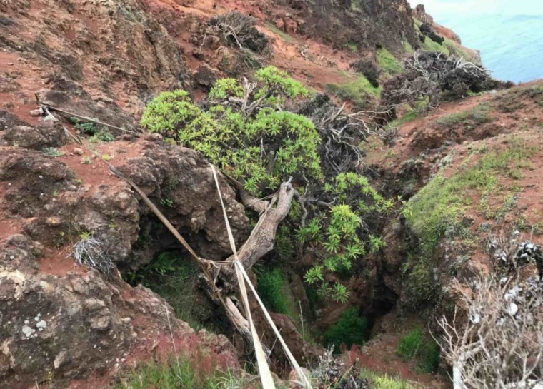 The last known wild individual of Dendroseris neriifolia