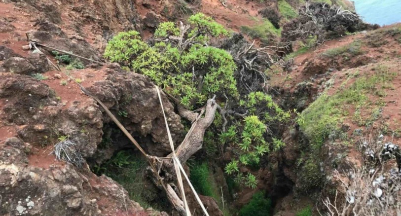 The last known wild individual of Dendroseris neriifolia