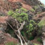 Saving a one-of-a-kind tree