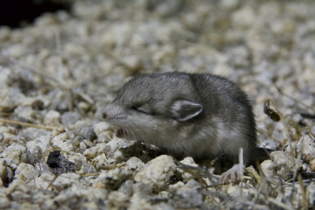 Southern grasshopper mouse