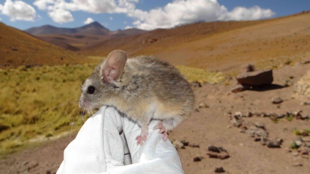 An Andean leaf-eared mouse