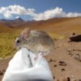Why are these mice famous?
