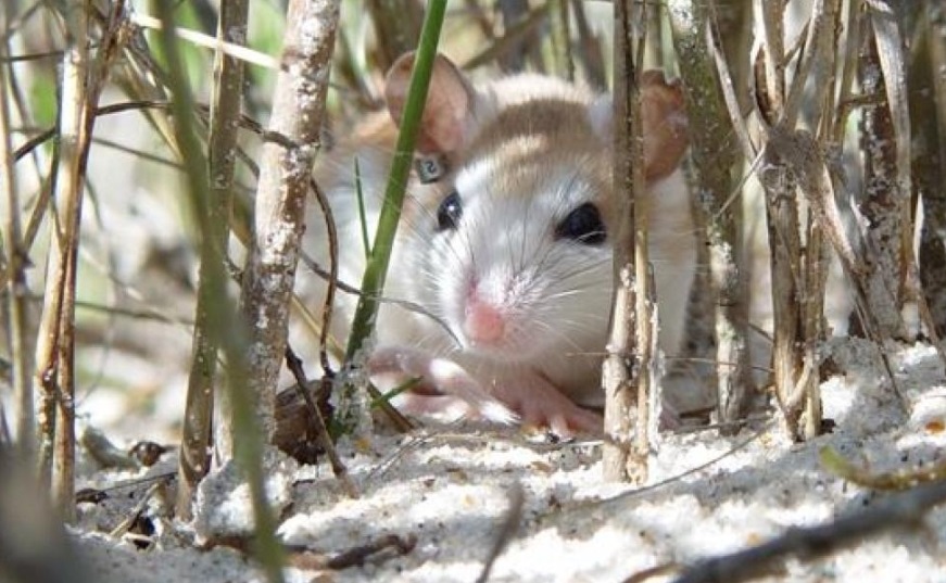 A Perdido beach mouse