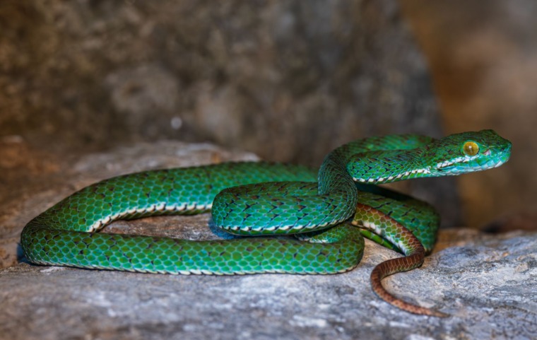 A new species of pit viper from Cambodia
