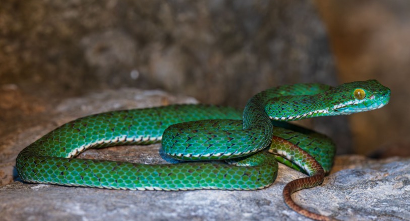 A new species of pit viper from Cambodia