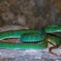 Meet a turquoise-colored pit viper and other new species from Cambodia
