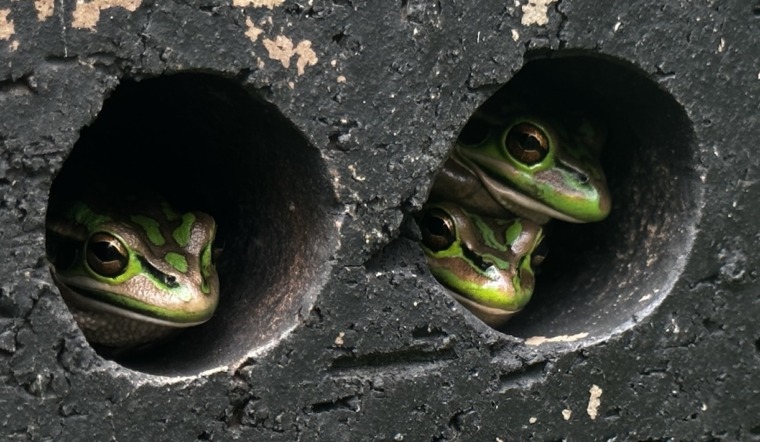 Green and golden bell frog in the hot spot saunas.