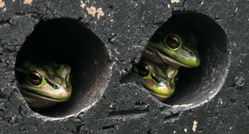 Green and golden bell frog in the hot spot saunas.
