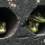 Nice hot ‘saunas’ may help Australian frogs stay healthy