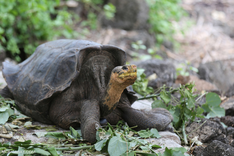 A Galápagos giant tortoise. Image by Rhett A. Butler/Mongabay.