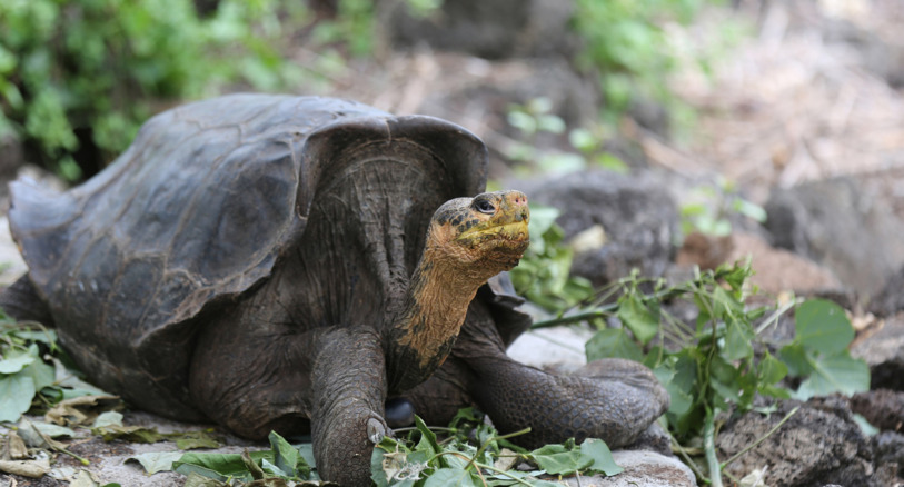 A Galápagos giant tortoise. Image by Rhett A. Butler/Mongabay.