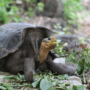 Explore the wild life of the Galapagos!