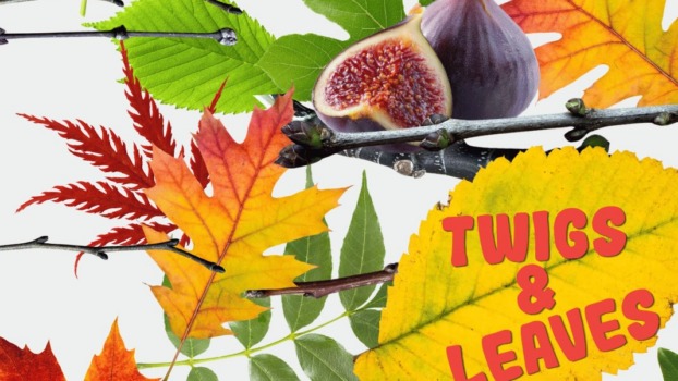 spot the difference puzzle about twigs and leaves