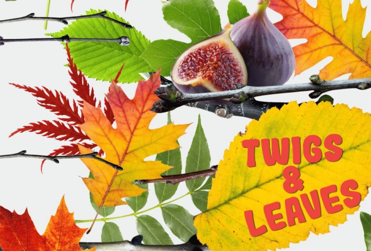 spot the difference puzzle about twigs and leaves