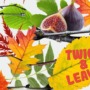 Spot the difference: Twigs & leaves