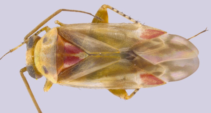 Swiftiephylus taylorae