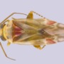 Meet the bugs named after Taylor Swift