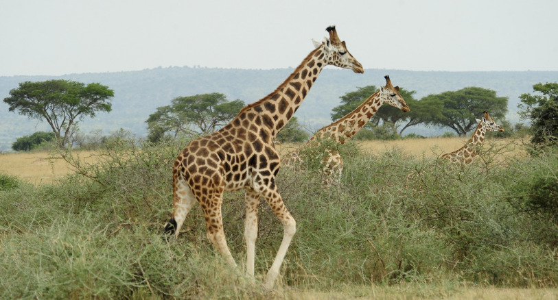 Nubian (formerly Rothschild’s) giraffe in Uganda. Image by Julie Larsen ©Wildlife Conservation Society.