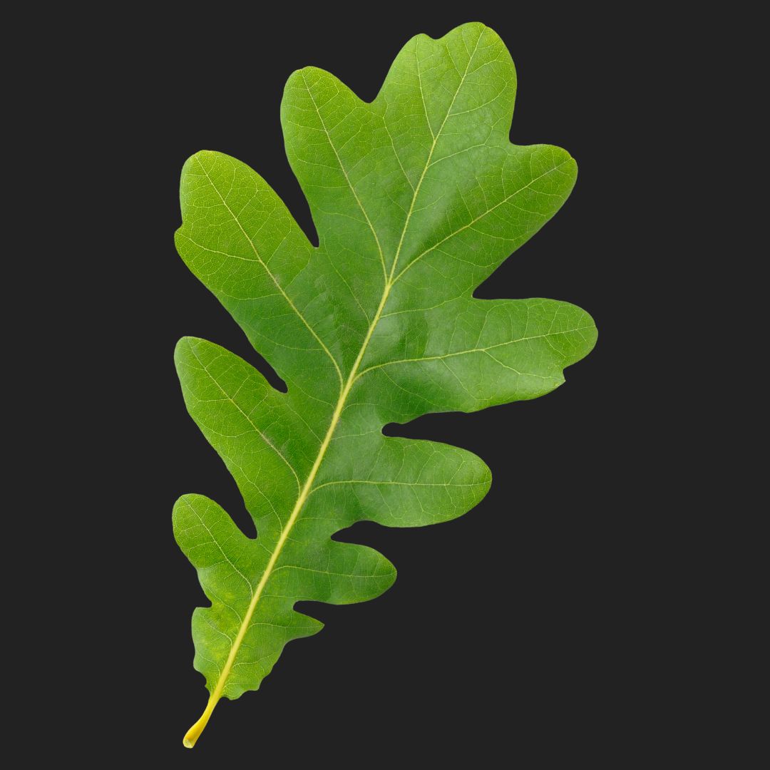 Leaf memory game – Mongabay Kids
